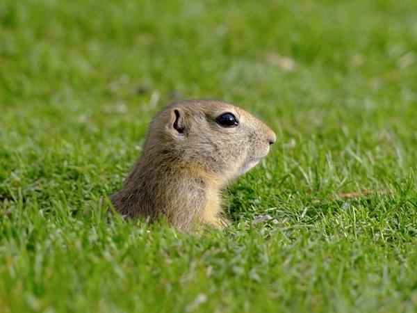 A small burrowing rodent looking out of its hole in the grass
